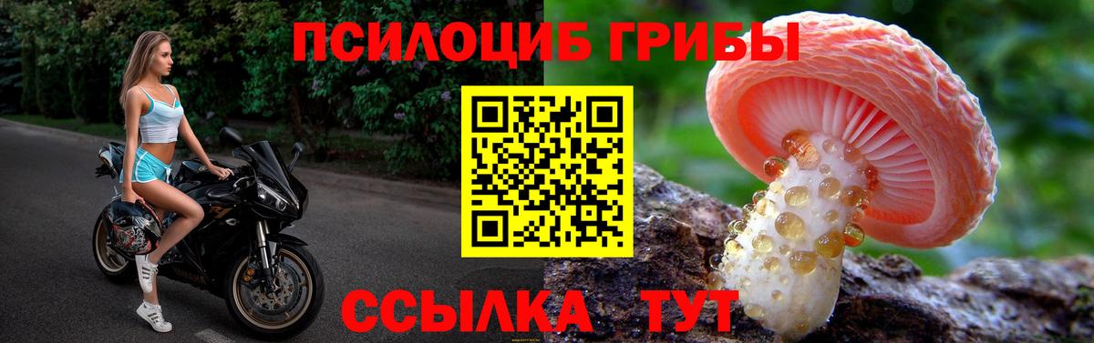 Псилоцибиновые грибы Psilocybe  Вход с VPN  магазин продажи наркотиков  Ступино  Галлюциногенные грибы Psilocybe 